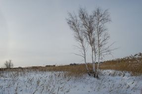 winter field with reed grass