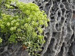 blooming succulent plant on rock,sardinia