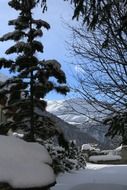 Snow on the green trees in winter