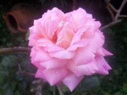 Beauty rose