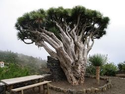 big old tree with bench and table on the foggy mountain landscape