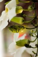 ants on a green leaf of an orchid