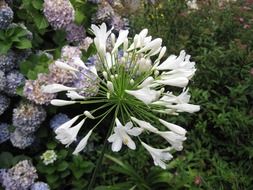 agapanthus wildflowers