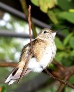 small bird with a long beak on a branch