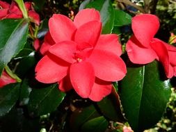 Bright red flowers blossom