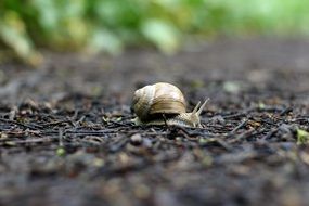 snail is crawling on a forest cover