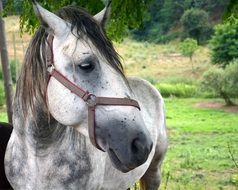 horse animal portrait