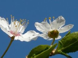 bottom view of the flowers of wild plum