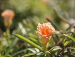 rose in a bud under the bright sun