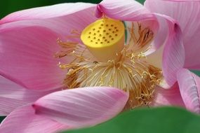 Pink and yellow lotus