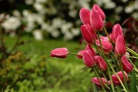 delicate rose tulips in a garden