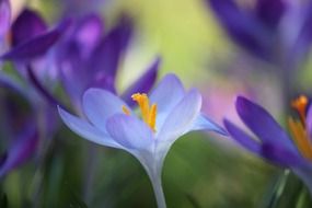 delicate flowers of crocus in spring