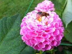 bee collects nectar on a pink round bud