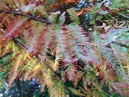 larch autumn landscape close-up