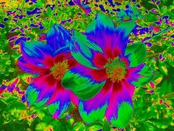 colorful dahlia flower