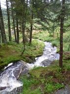 panoramic view of a stream in a forest in norway