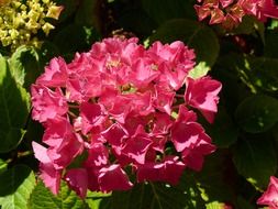 pink hydrangea in sunny day close