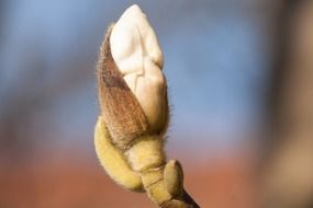 magnolia blossom in nature