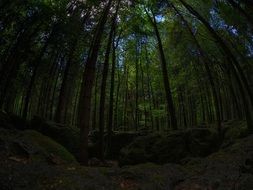 moss in the dark forest