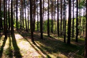 Landscape Picture of the sunny forest on a hill