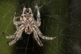 huge spider in madagascar