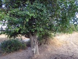 toothbrush tree is a scrub