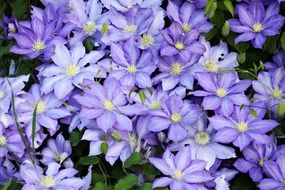 cute purple garden flowers