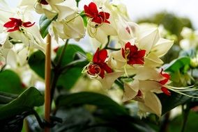 close-up photo of beautiful flowers in the garden