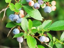 blueberries on a branch with green leaves