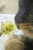 cute cat nose sniffs flower