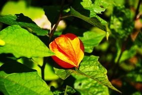 bright garden summer plant on a blurred background