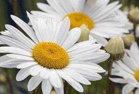 White and yellow daisy flowers blossom