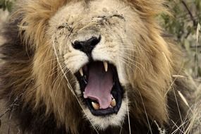 lion yawn