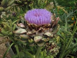 huge colorful blossoming artichoke flower among other plants