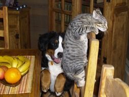 Beautiful and colorful, dog and cat near the table with fruits