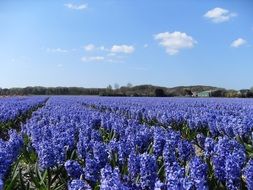 field of blue hyacinths