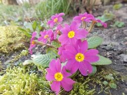 violet primula wildflowers outdoors
