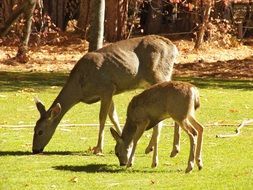 young deers graze on the grass