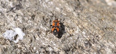 firebug, Pyrrhocoris apterus on stone