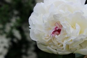 peony, fluffy white blossom with red center