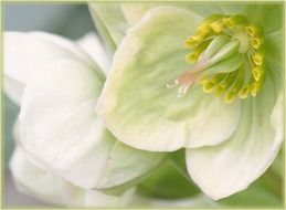 macro picture of the white flowers