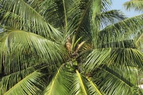 coconut tree with huge green branches on a sunny day