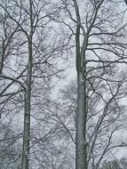 trees, snow on a cloudy day