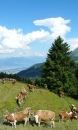 cows on alpine pasture