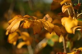 yellow bush in autumn