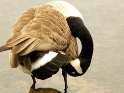 canada goose water bird