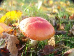 autumn season toxic fly agaric mushroom