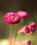 red daisy buds in summer