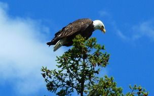 eagle on top of a tree against the blue sky