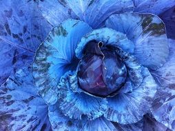 blue cole leaves